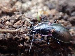 Carabus nemoralis