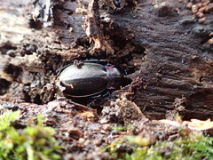 Carabus nemoralis