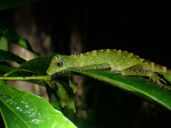 Gonocephalus bornensis
