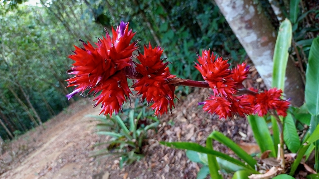 Hohenbergia stellata; photograph (c) Carlos Otávio Gussoni, some rights reserved (CC BY)