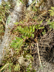 Pleopeltis thyssanolepis