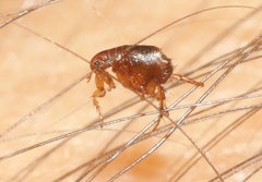 Pulex irritans