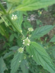 Hyptis capitata