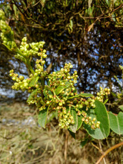Muehlenbeckia tamnifolia