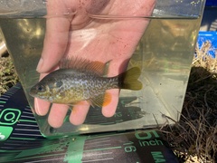 Lepomis macrochirus × cyanellus