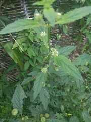 Hyptis capitata