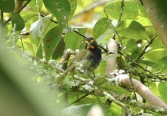 Tiaris olivaceus