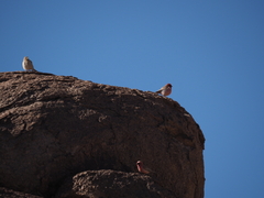 Carpodacus synoicus
