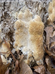 Steccherinum ochraceum