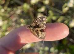 Phyciodes pallescens