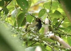 Tiaris olivaceus