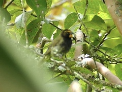 Tiaris olivaceus