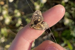 Phyciodes pallescens