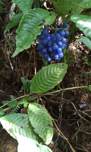 Palicourea cyanococca