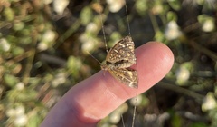 Phyciodes pallescens