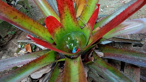 Neoregelia pernambucana, photograph 3