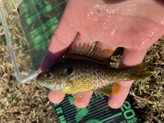 Lepomis macrochirus × cyanellus