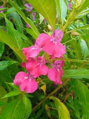 Impatiens