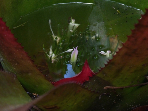 Neoregelia pernambucana, photograph 4