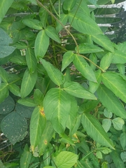 Syngonium podophyllum