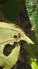 Leucauge
