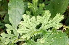 Selaginella uncinata