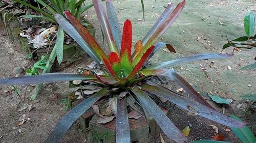 Neoregelia pernambucana, photograph 5