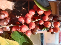 Smilax tomentosa