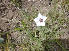 Convolvulus laciniatus