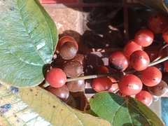 Smilax tomentosa