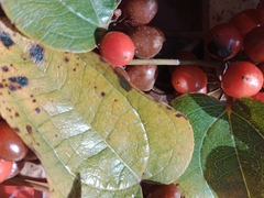 Smilax tomentosa