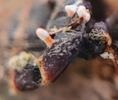 Ophiocordyceps unilateralis