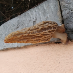 Morchella rufobrunnea