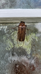 Prionoplus reticularis