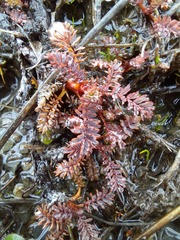 Acaena saccaticupula