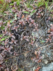 Acaena saccaticupula