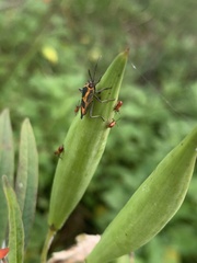 Oncopeltus cingulifer
