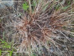 Carex petriei