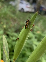 Oncopeltus cingulifer