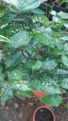 Dracaena surculosa