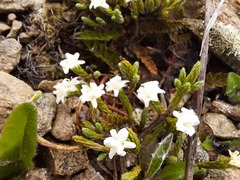 Kelleria dieffenbachii