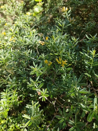 Genista linifolia image