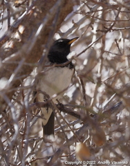 Turdus atrogularis