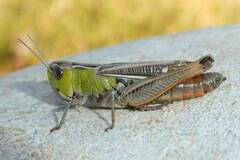 Stenobothrus lineatus