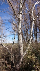 Populus alba