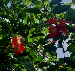 Hibiscus