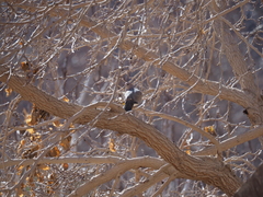 Streptopelia decaocto