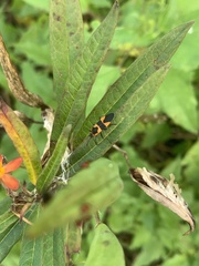 Oncopeltus cingulifer