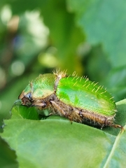 Brachysternus prasinus