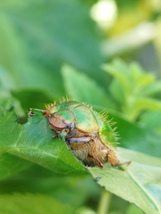 Brachysternus prasinus